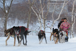 初登場!大自然の中を犬達と一緒にかけぬけよう!「犬ぞり体験」付プラン1泊2食