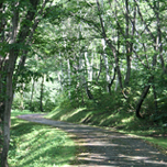 森の散歩道