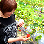 ～もぎたて果実と、森の休日～ 狩って、つくって、味わうフルーツ狩り 1泊2食付　※マイカープラン