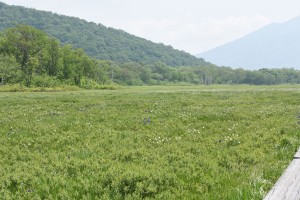 ワタスゲとカキツバタ