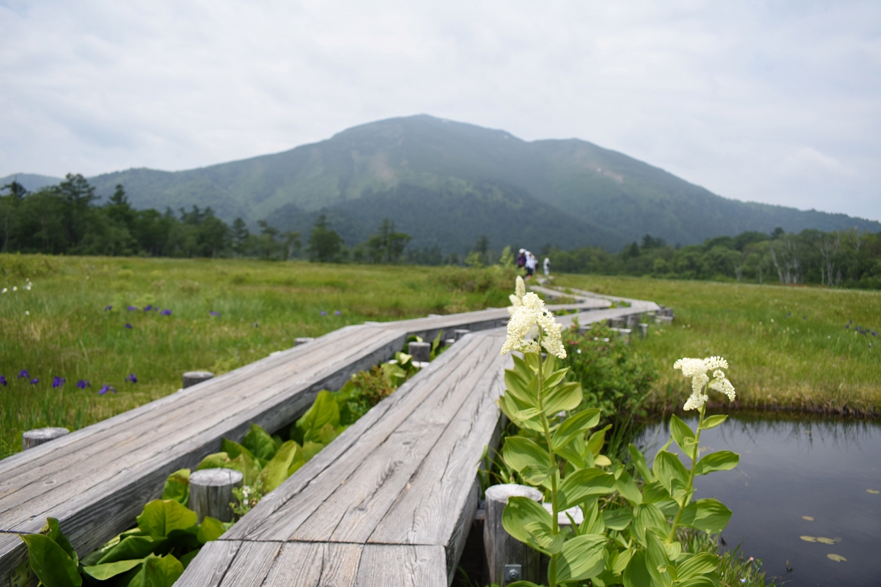 花咲く尾瀬へ行ってきました 爽やかな夏の尾瀬を歩こう 水上高原のゆかいな仲間たち