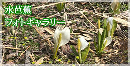 水芭蕉フォトギャラリー