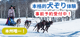 犬ぞり体験