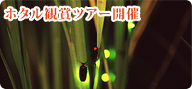 ホタル観賞ツアー