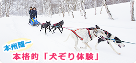 犬ぞり体験