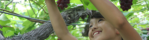 Fruit Picking