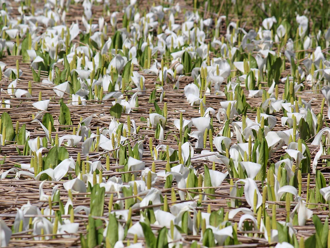 Flowering Skunk Cabbage