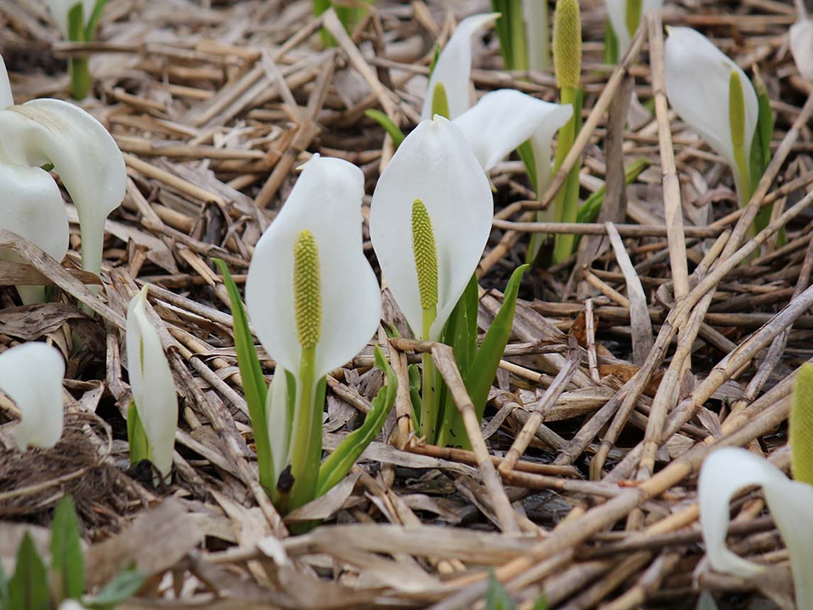 Flowering Skunk Cabbage