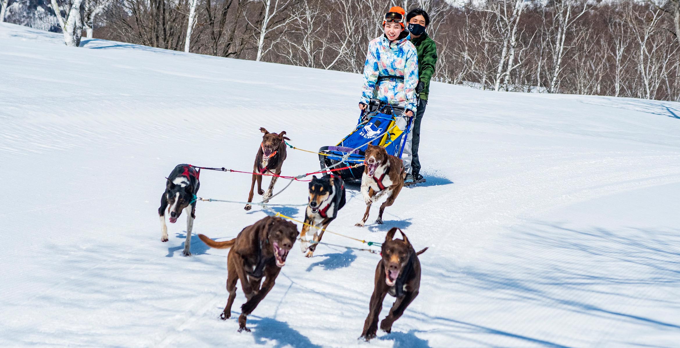 Dog Sledding