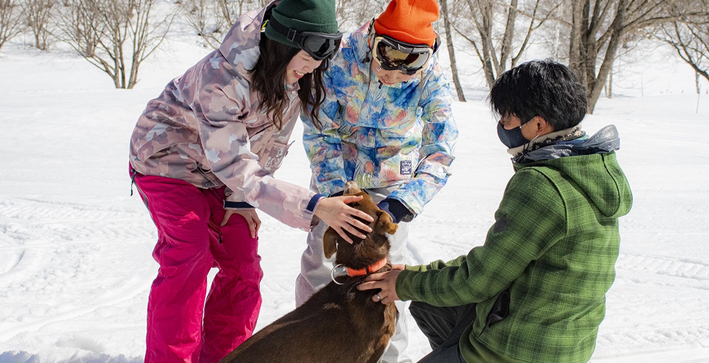 Dog Sledding