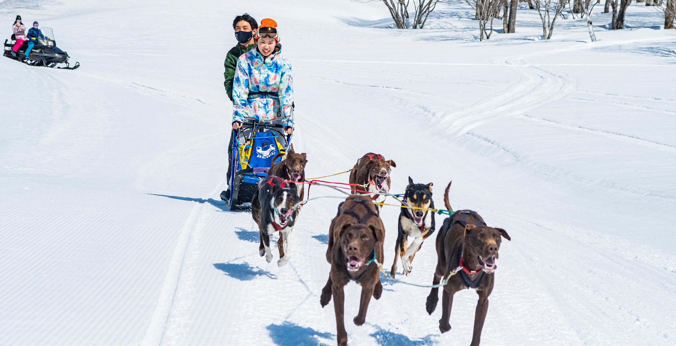 Dog Sledding