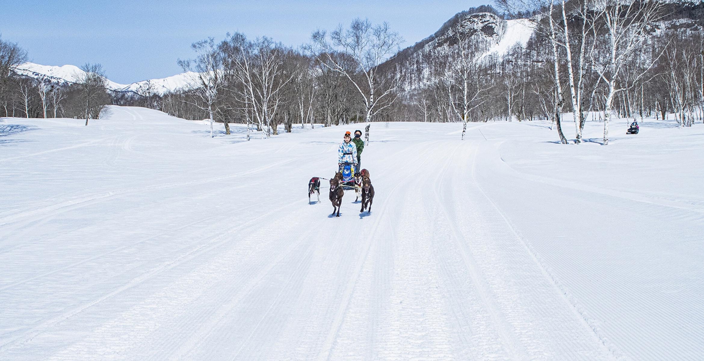 Dog Sledding