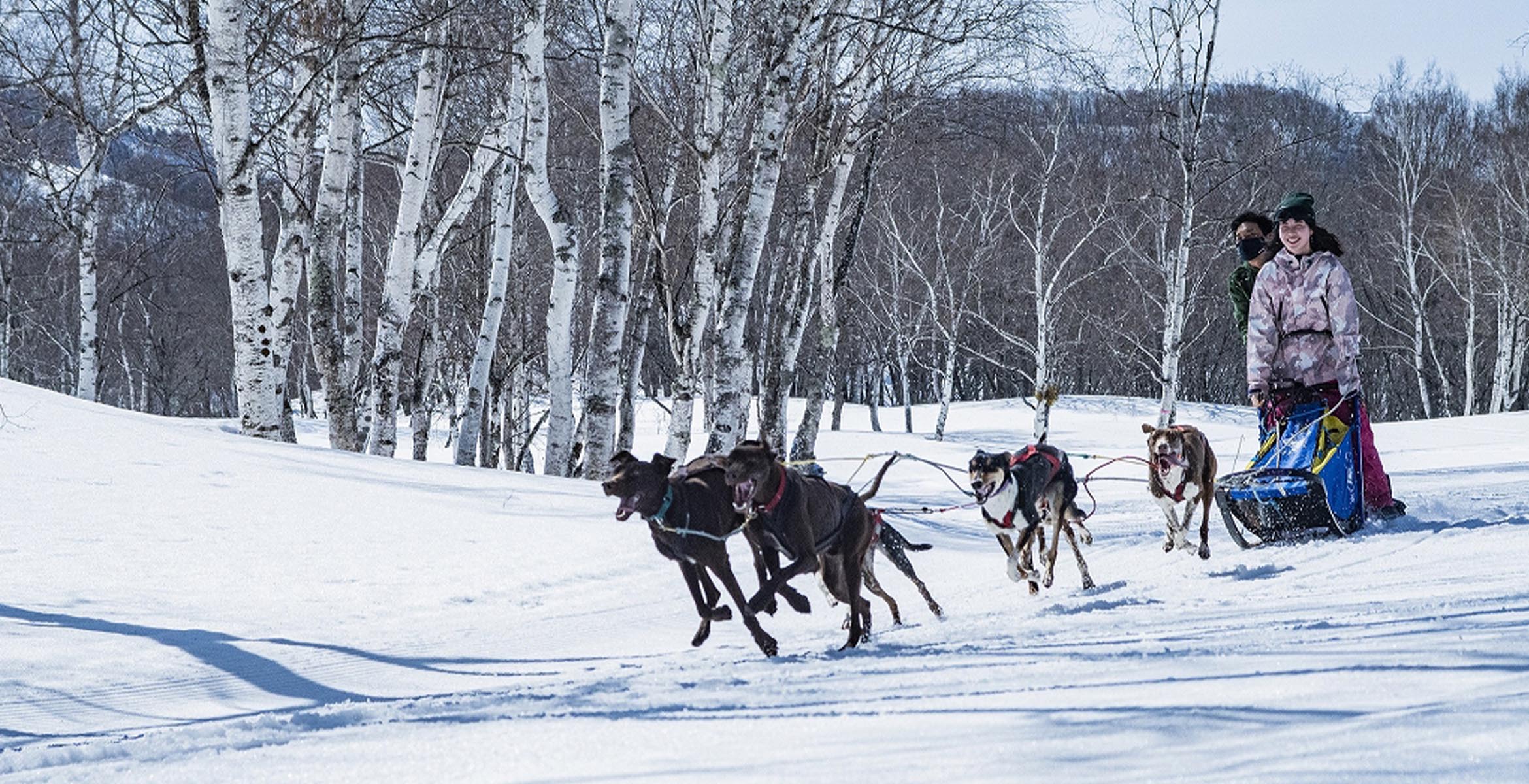 Dog Sledding