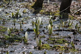 [4月25日]暖かな日差しを受け、近くにはもう顔を出した｢水芭蕉｣も