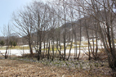 [4月28日]ますます雪解けが進んでいます