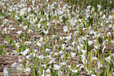 [5月5日]あたり一面まっしろな「水芭蕉」に