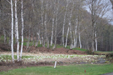 [5月6日]周囲の白樺も新芽が吹き出し、芝生の緑も濃くなってきました
