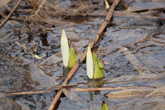 [4月22日]水芭蕉の兄弟