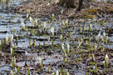 [4月26日]みんな一気に伸びてきたかな？！