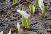 [5月3日]黄色い部分が花序という部分です