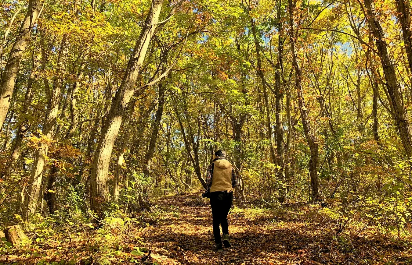 紅葉の散策路