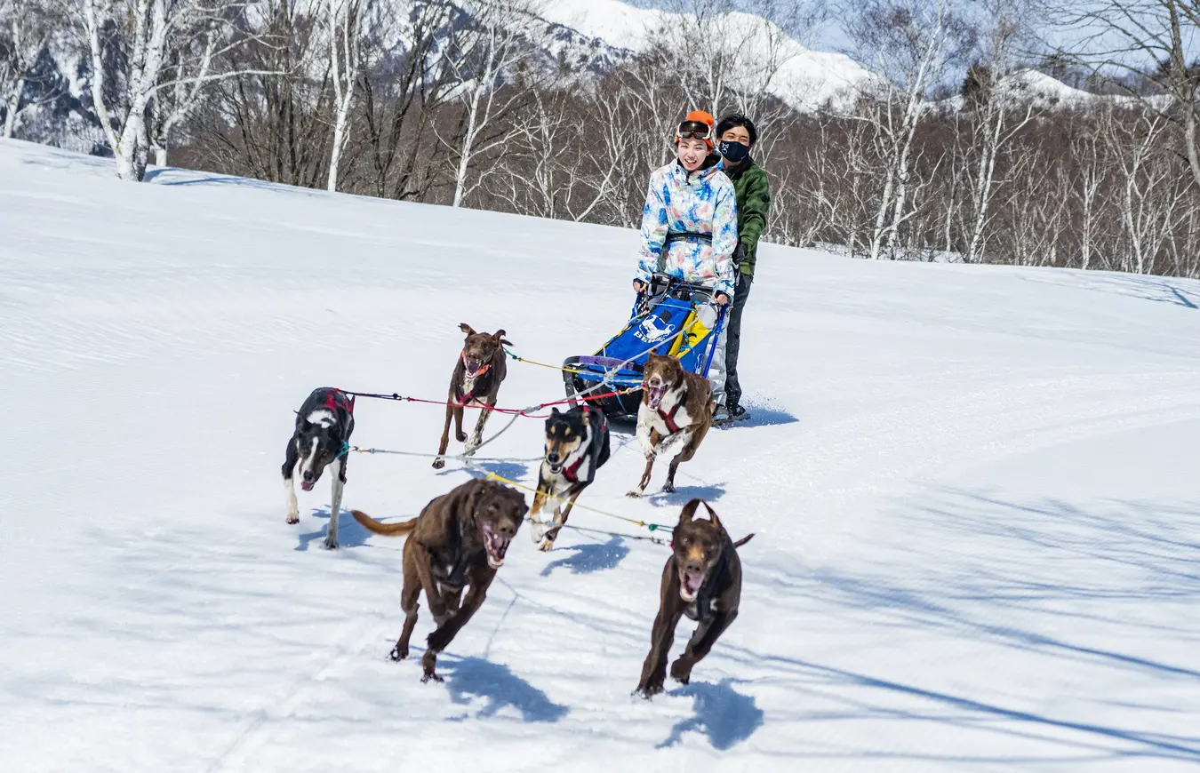 犬ぞり