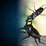 水上高原の星空とカブトムシ