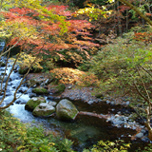 紅葉が見事な照葉峡にも直通バス運行!