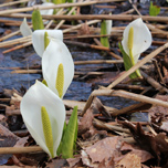 「水芭蕉」観察日記