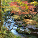 関東の奥入瀬「照葉峡ツアー」開催！