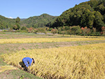 2018年10月2日　「明川桜の里 稲刈り」