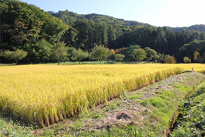 地元「藤原産」新米