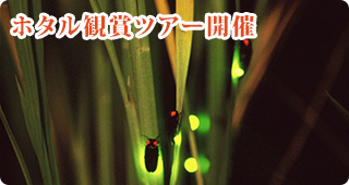 ホタル観賞ツアー