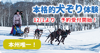 犬ぞり体験