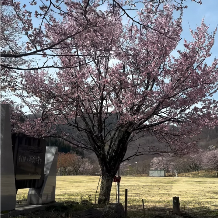 みなかみは桜が見頃を迎えています