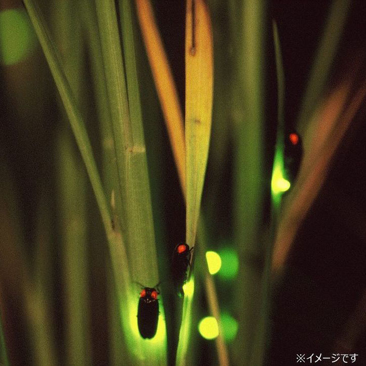 都会では味わえない感動体験を♪