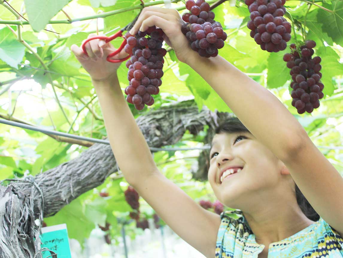 Fruit Picking