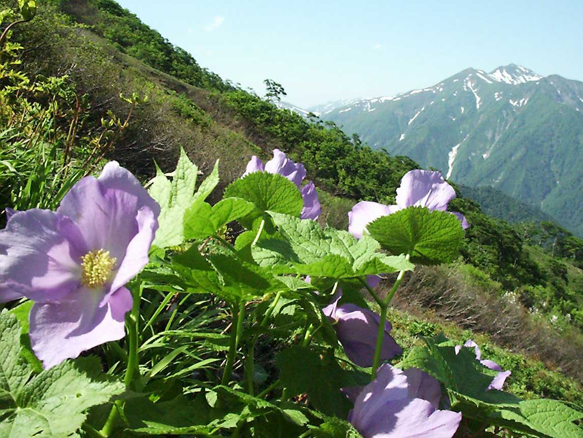 谷川岳索道