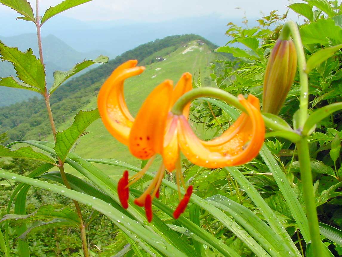 谷川岳索道