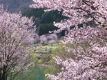 みなかみ藤原桜祭り