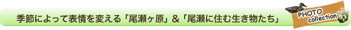  季節によって表情を変える「尾瀬ヶ原」＆「尾瀬に住む生き物たち」