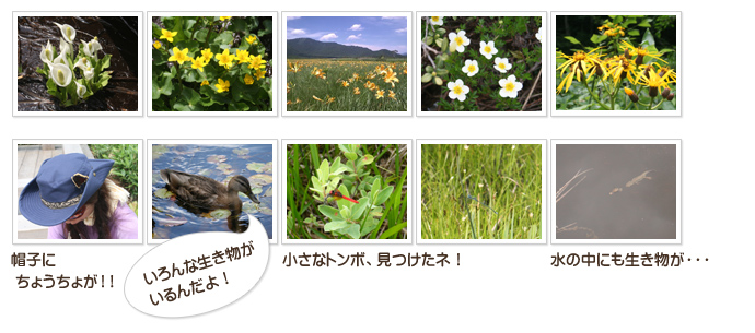 季節によって表情を変える「尾瀬ヶ原」&「尾瀬に住む生き物たち」フォトコレクション2