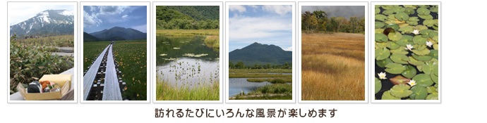 季節によって表情を変える「尾瀬ヶ原」&「尾瀬に住む生き物たち」フォトコレクション3