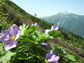 ５月～７月の高山植物（シラネアオイ）