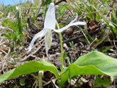 ５月の高山植物（カタクリ）