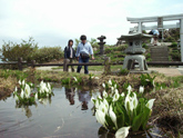 ５月の高山植物（ミズバショウ）