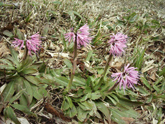 ４月～８月の高山植物（ショウジョウバカマ）