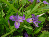 ６月～７月の高山植物（ヒメシャガ）