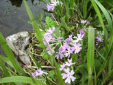 ６月～８月の高山植物（ハクサンコザクラ）