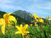 ６月～８月の高山植物（ニッコウキスゲ）